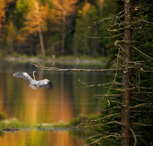 Algonquin Park (Pembroke) 001